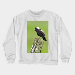 Bobolink Crewneck Sweatshirt